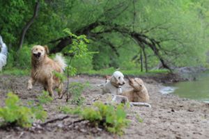 dog friendly parks in minneapolis Meeker Island Dog Park