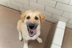 places to adopt cats in minneapolis Animal Humane Society