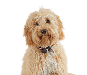 dog grooming courses minneapolis Petco Dog Grooming