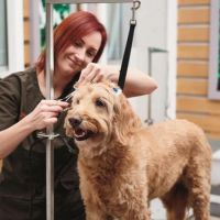 dog grooming courses minneapolis Petco Dog Grooming