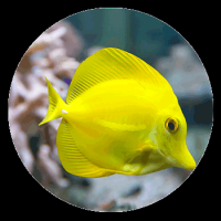 Yellow Zebrasoma fish - Aquariums & Supplies Retail in Hopkins, MN