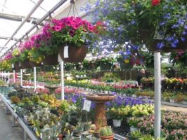 stores to buy indoor plants minneapolis Wagners Garden Center Minneapolis