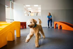 poodle toy kennels in minneapolis Dogtopia of Bloomington