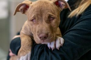 pet adoption places in minneapolis Animal Humane Society