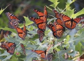 Wildlife Watch: Monarch Butterflies Emerge